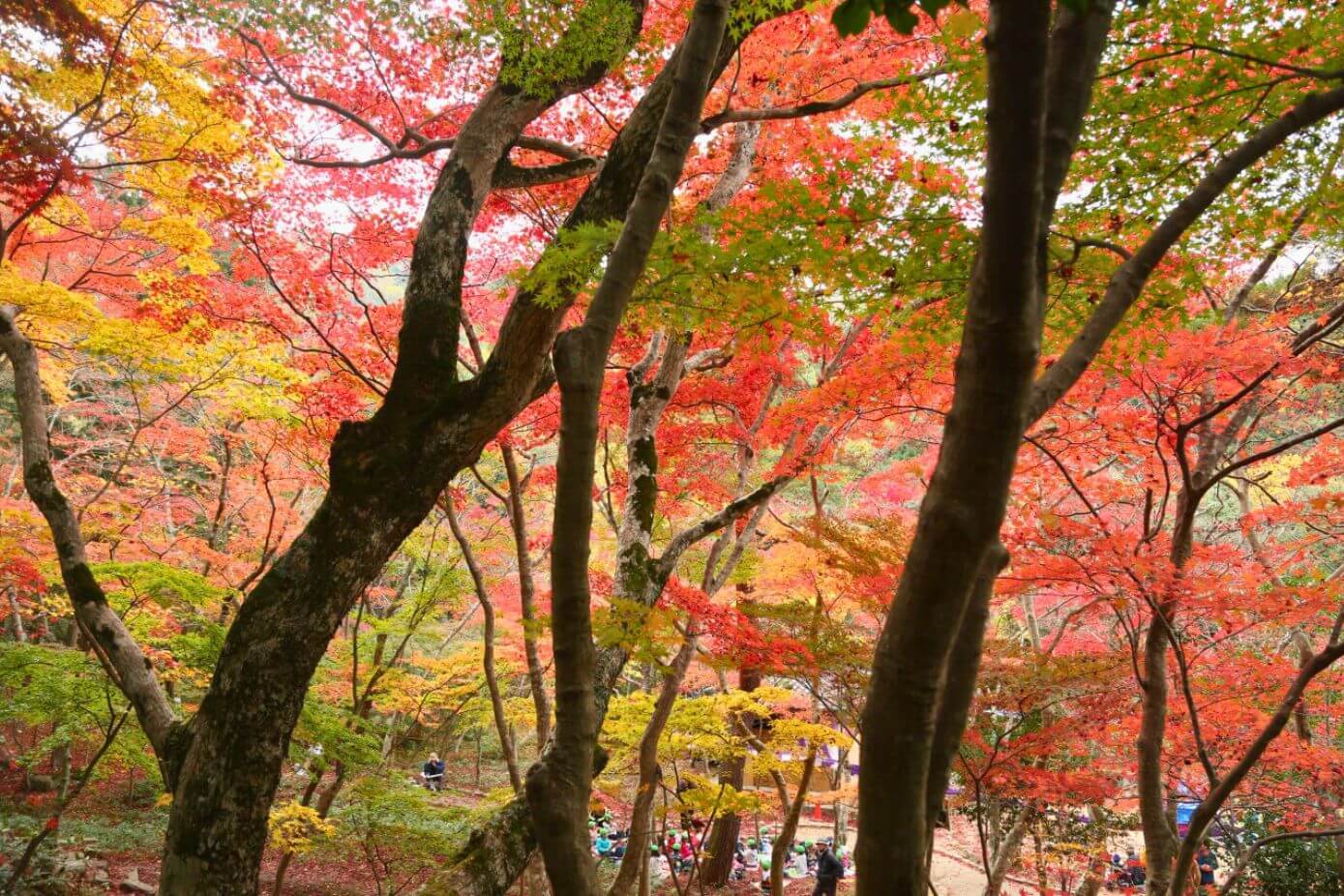 Autumn foliage in Zuihou-ji Park - Arima Onsen in November